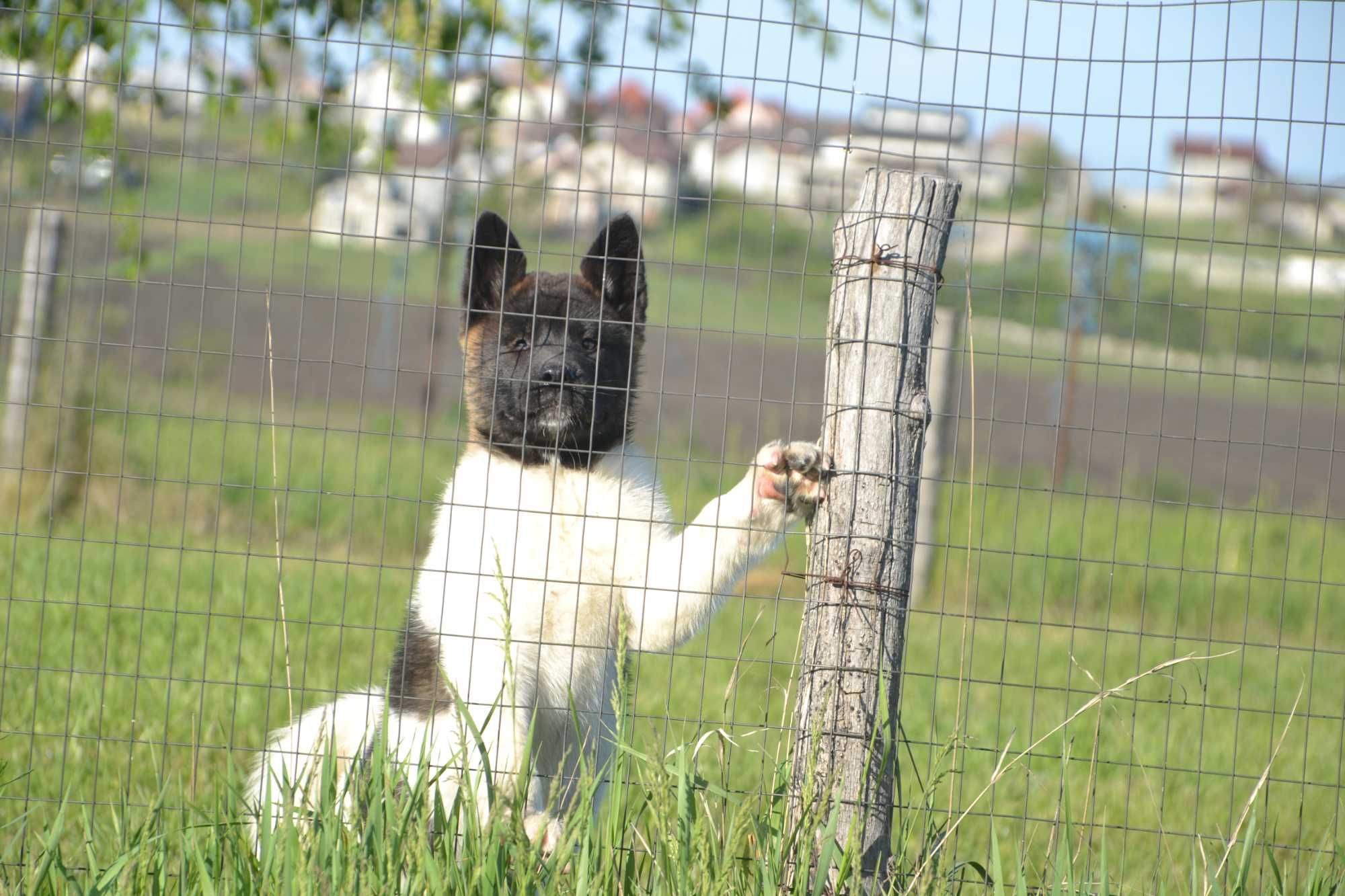 Vand un mascul de akita american cu pedigree