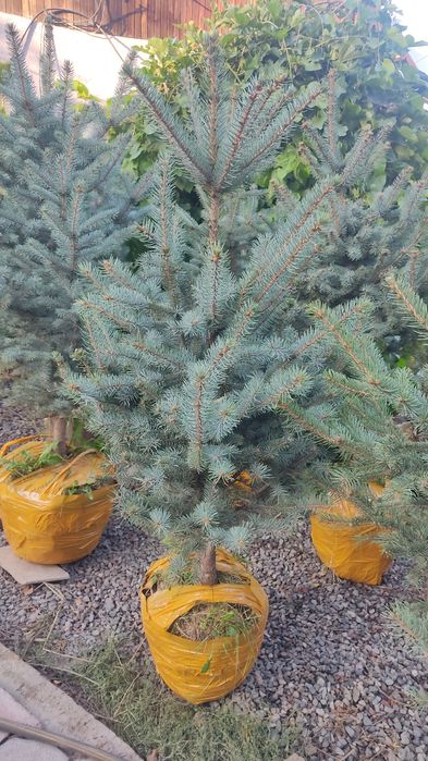 Голубая ель 140-160 см. / 40000 тг., купить ёлку в Алматы