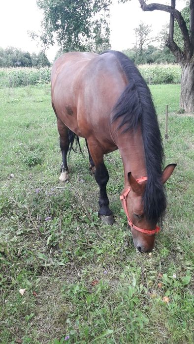 Vând iapă semi-grea
