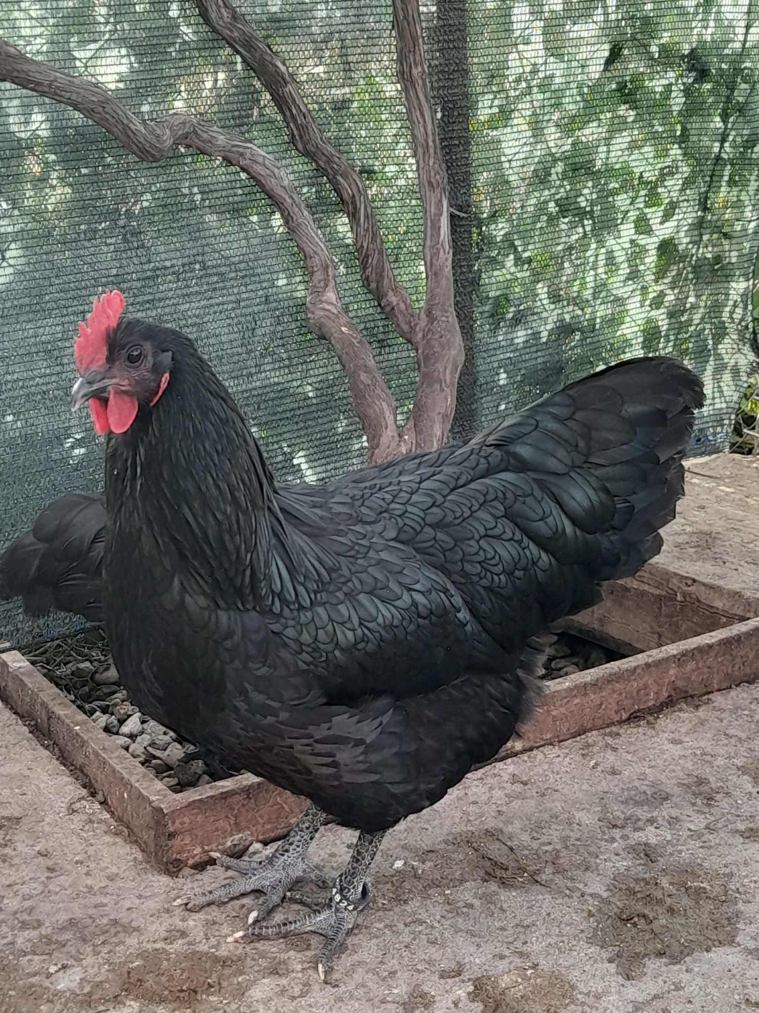 Vând ouă și pui din rasa Australorp Albastru Negru