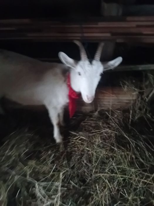 Vând  iadă de lapte sanen