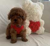 Пудел той Poodle toy с родословие елитни