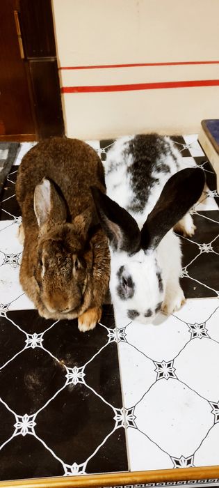 Куйон сотилади    т