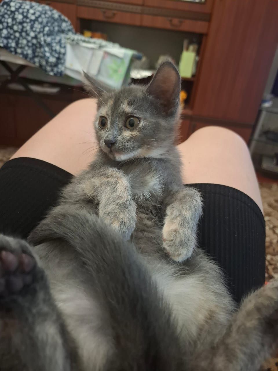 Отдам котят, двух девочек в добрые руки