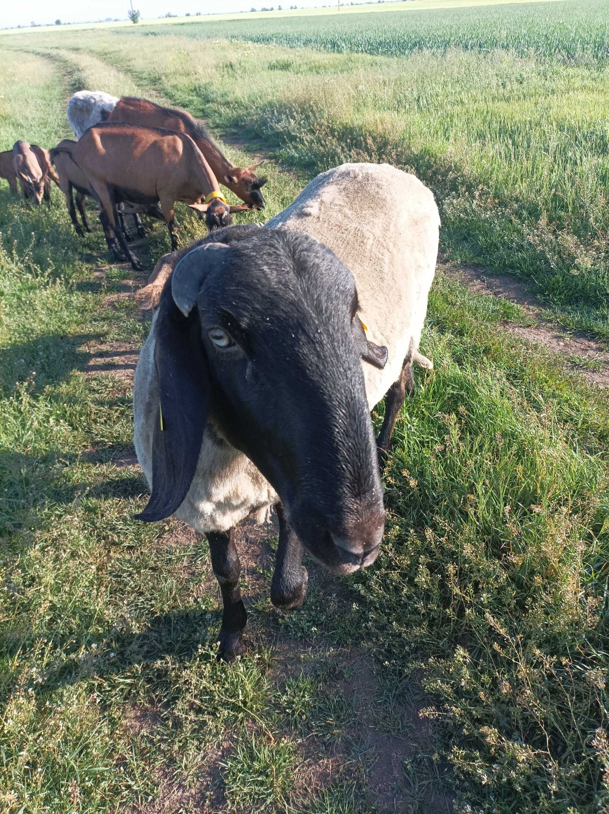 Vând berbec de rasa talie mare pe 30 aprilie face 2 ani