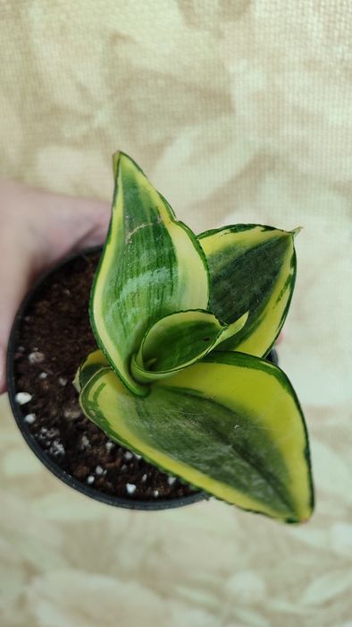 Сансевиерия Ханни Голд