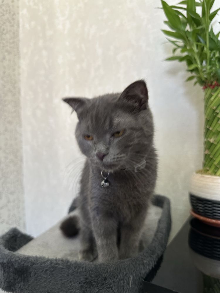 Scottish fold 6-7 oylik. Privivka ogan, shoxmas. Ogil bola