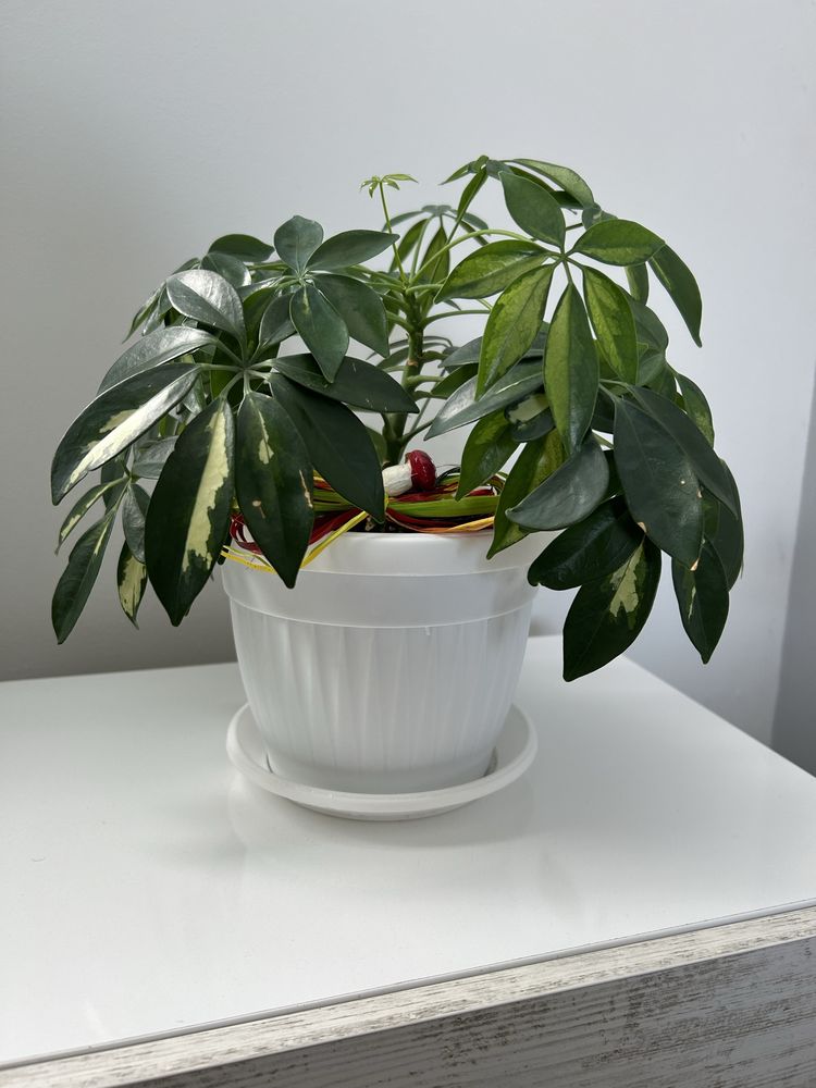 Пъстра Шефлера (Schefflera arboricola) – здрава и поддържана