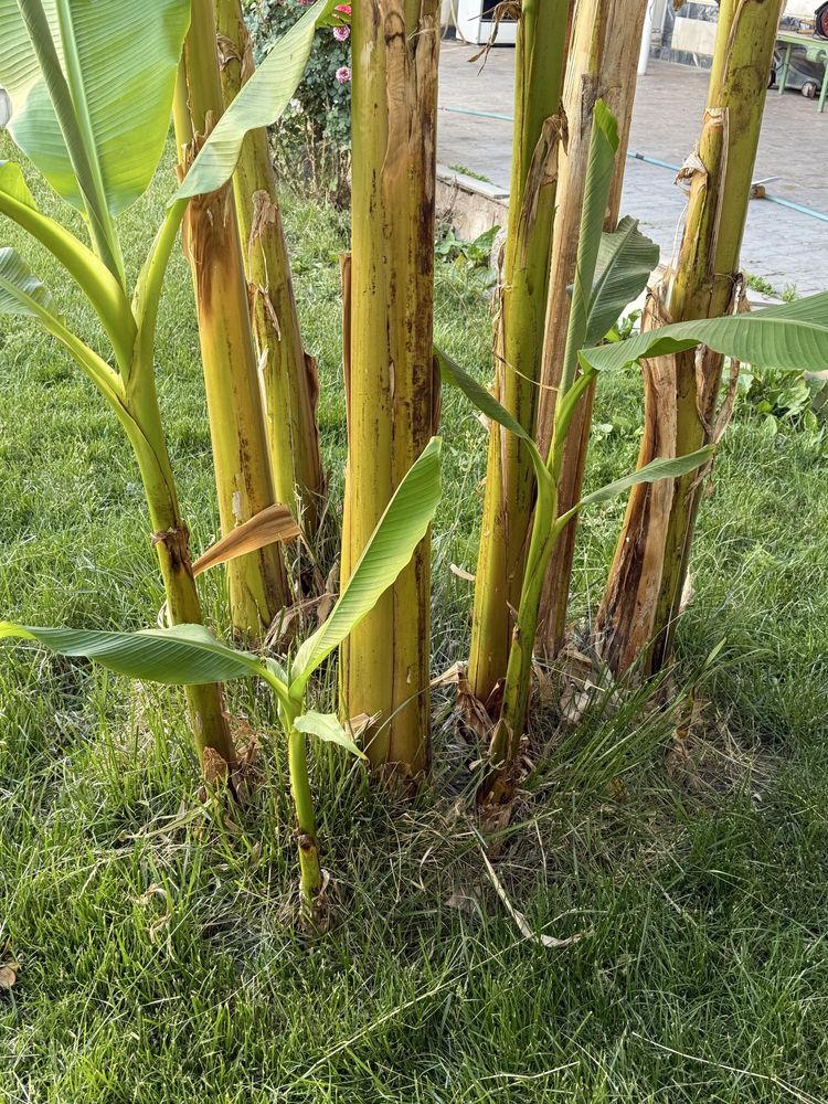 Banan kuchatlari orginal