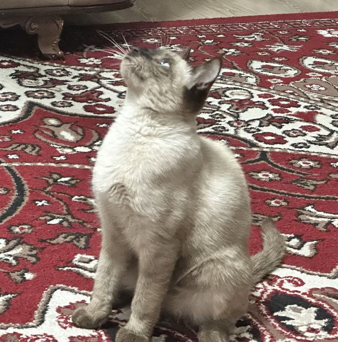 Mushuk sotiladi, кот продается.