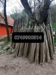 Pari de fasole și de rosii la 2 lei bucata ân legatură sunt 20 de bucă