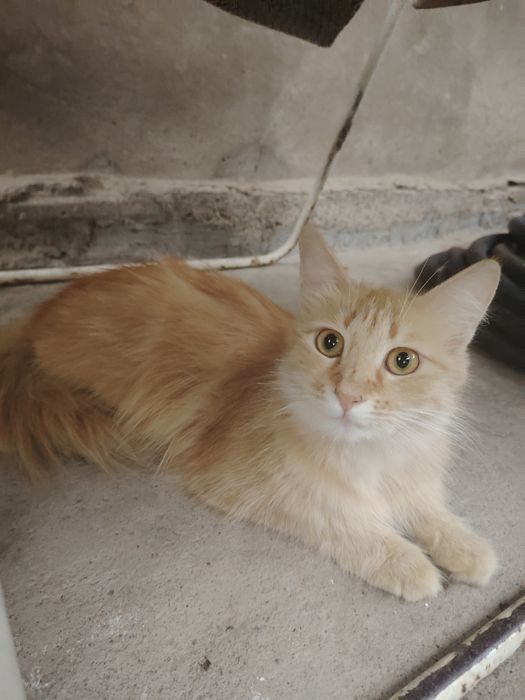 Котята кошка в добрые руки
