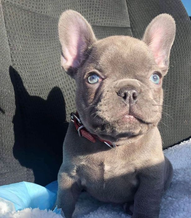 Bulldog francez mascul