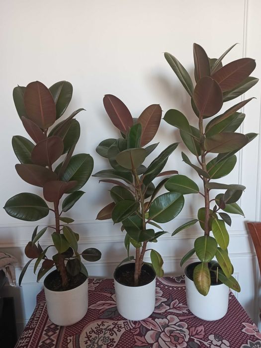 Фикус Робуста 3 шт. 100-110 см
