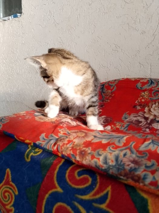 Котята отдаю в хорошие руки