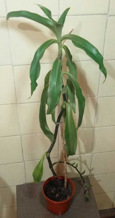 Продам. Золотой ус - домашний женьшень. Лечебное растение.  3 растения