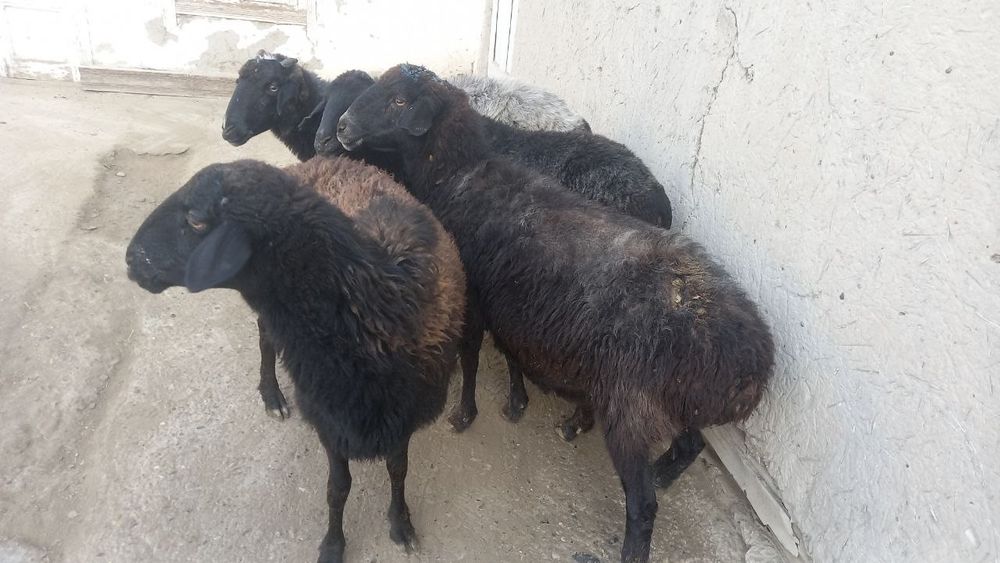 To'q bug'oz quyla sotiladi manzil Shofirkon