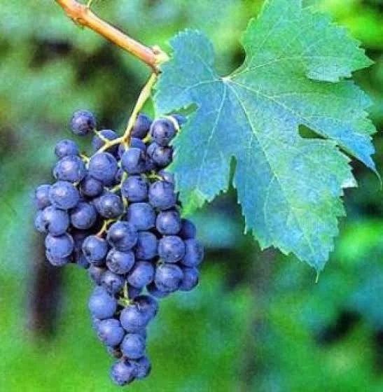Продавам грозде мерло, каберне совиньон