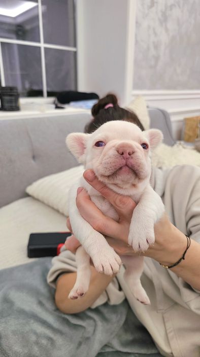 Bulldog francez Platinum Pink