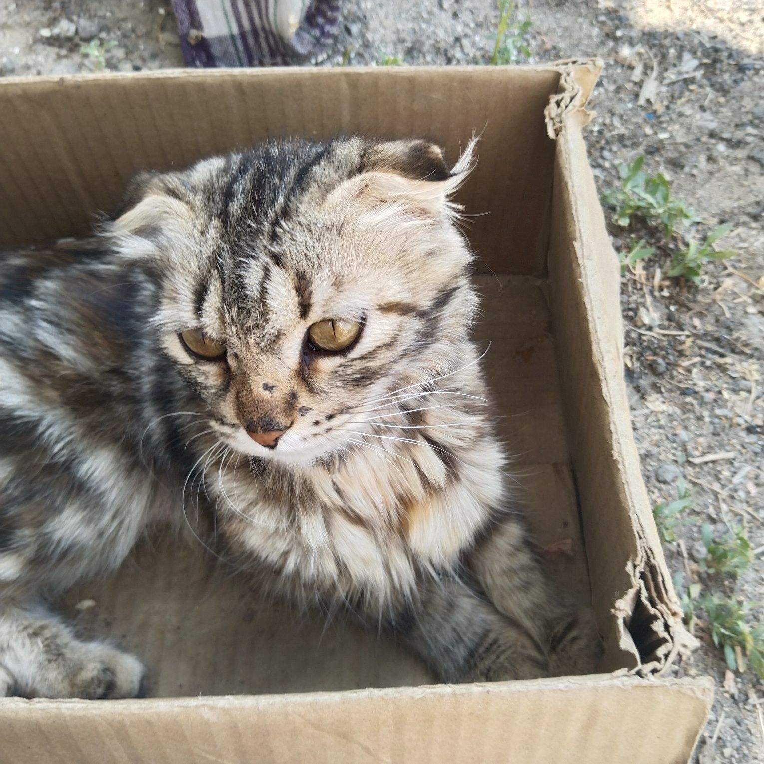 Срочно отдам кошку с котятами