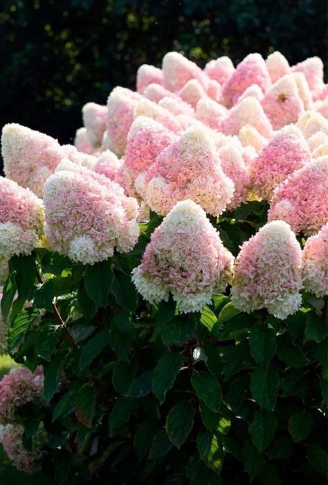 Хосты многолетние, гортензии, гехеры, бадан, хост более 40 видов