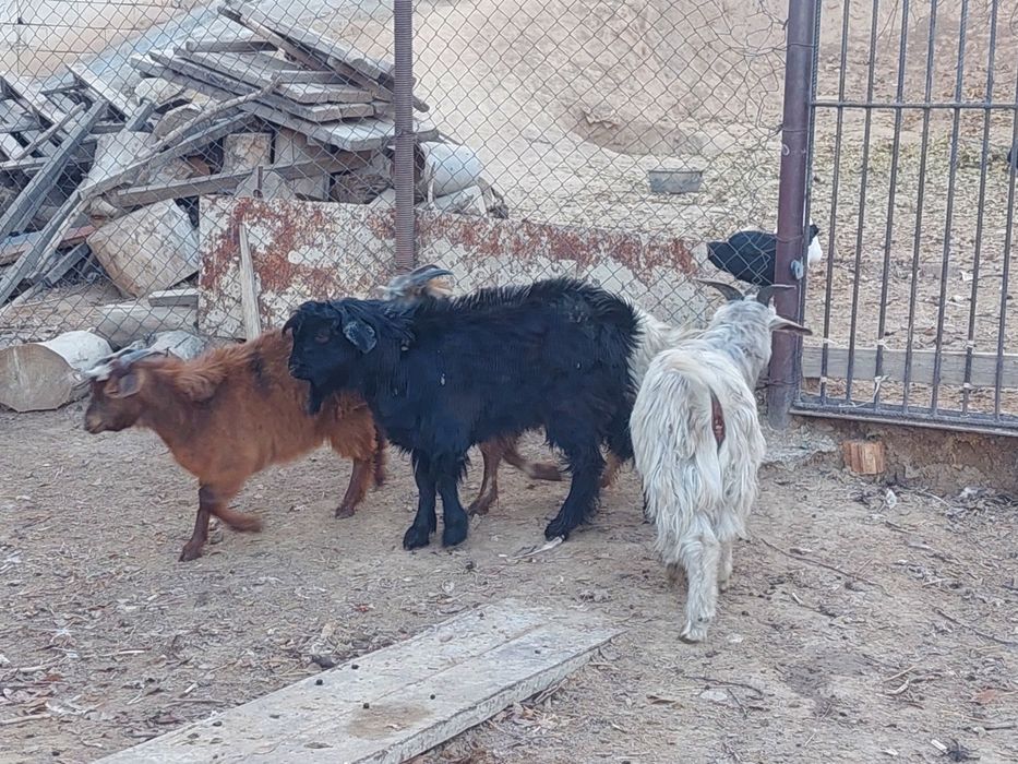 Семіз еркек и ургашы лақтар сатылады