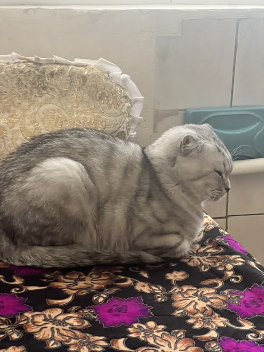 Кошка мраморная шиншилла