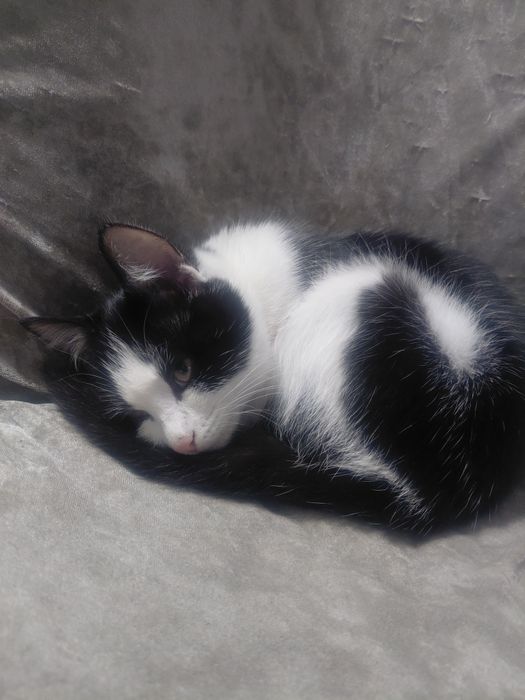 Туылганына 5 ай болган маргау