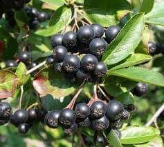 Aronia