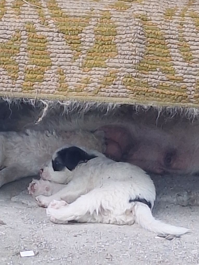Donez 7 catelușe
