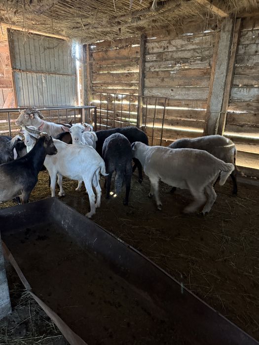 Iezi si berbecuti de vanzare