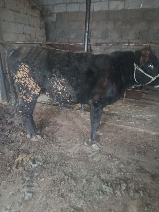 Буқа сатылады аа