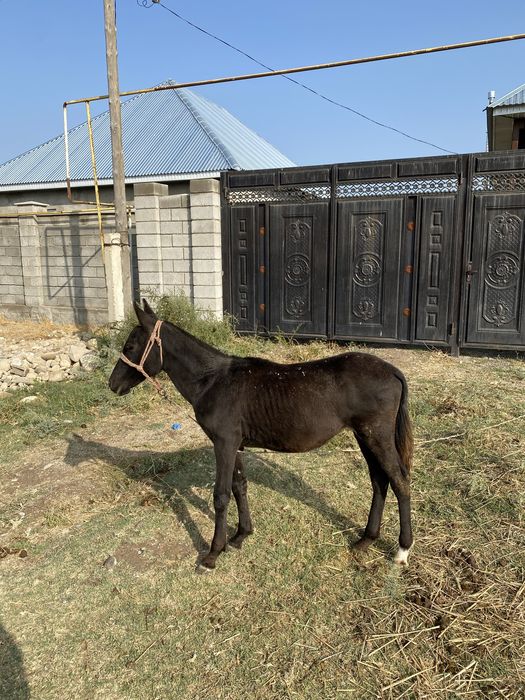 Продам жеребенка