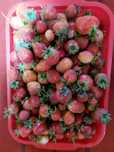 Продам домашнюю клубнику