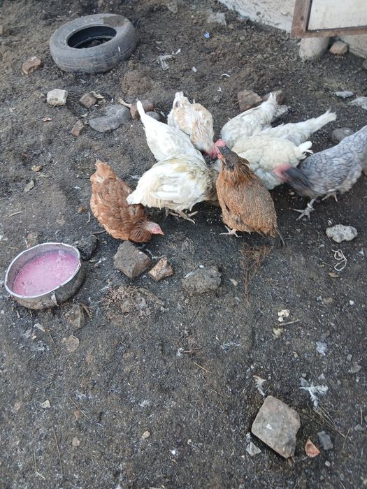 Куры домашние в основном молодые