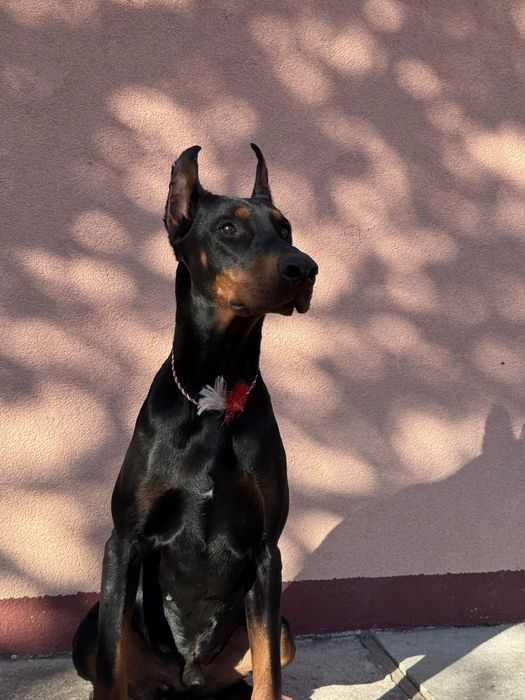 Cățeluș Doberman cu pedigree