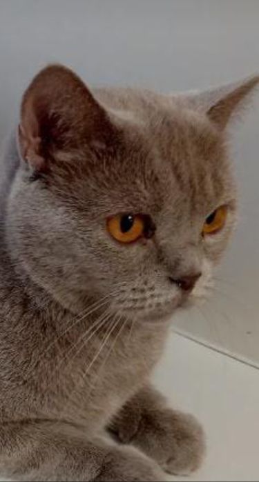 Британская красавица Леся .Стерелизована