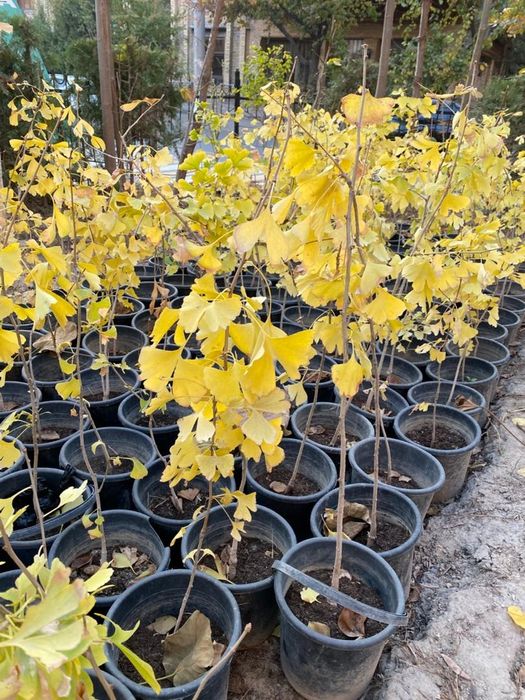 Продаются молодые Гинкго Билоба