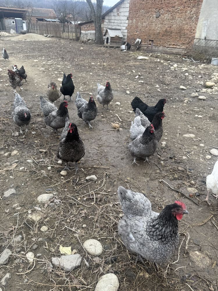 Oua pentru incubat