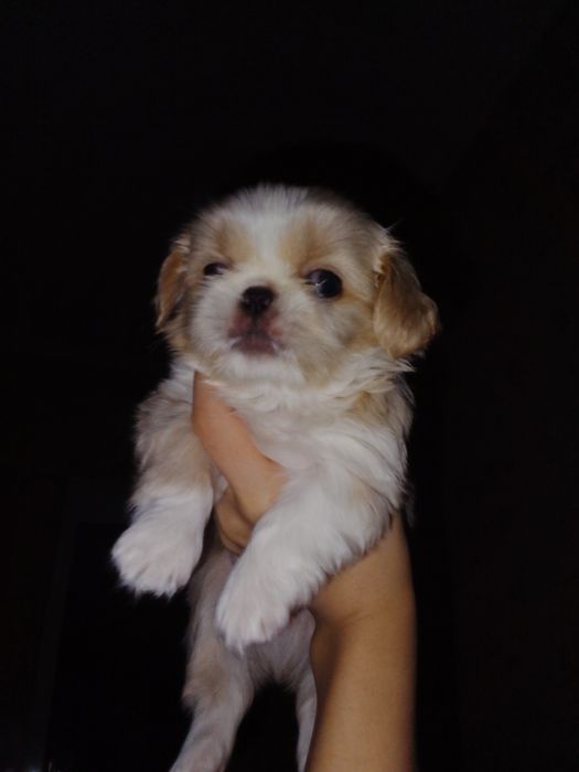 продам щенка породистый