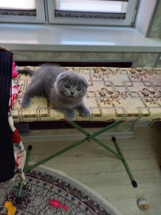 Продаются котята шотландской породы