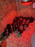 Pui de gaina australorp