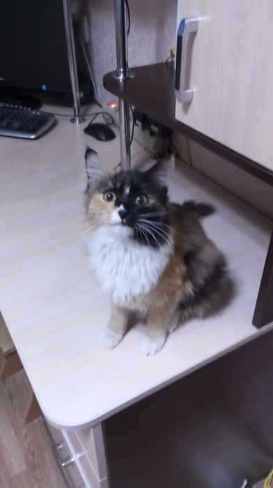 Нашли кошку Хозяин отзовись