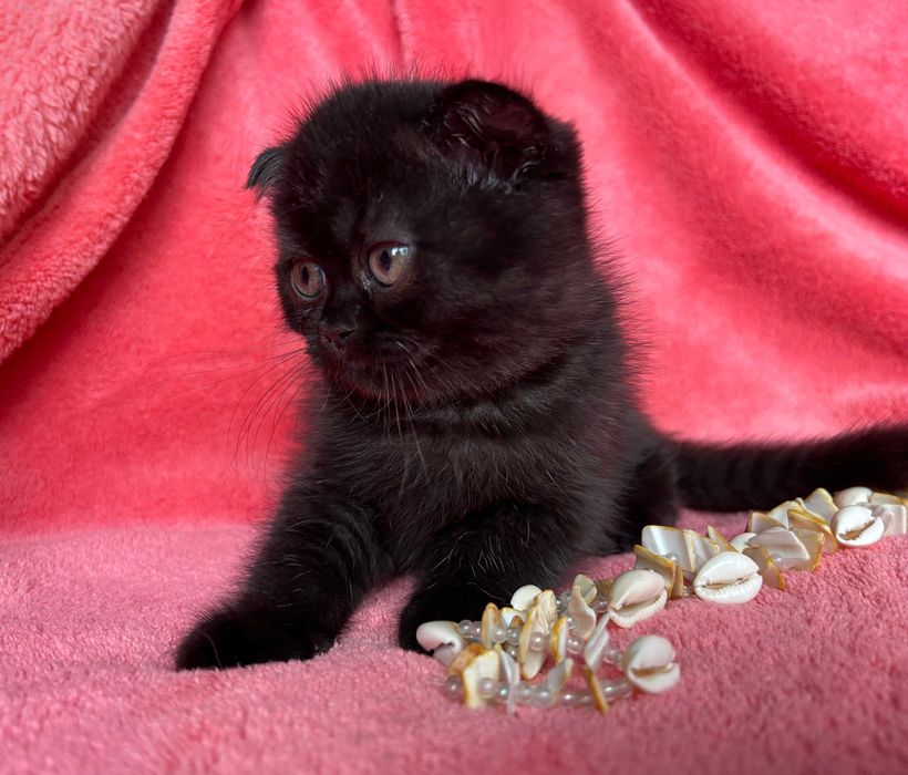 Motănel Scottish Fold, culoare ciocolată neagră, poze reale, Pedigree