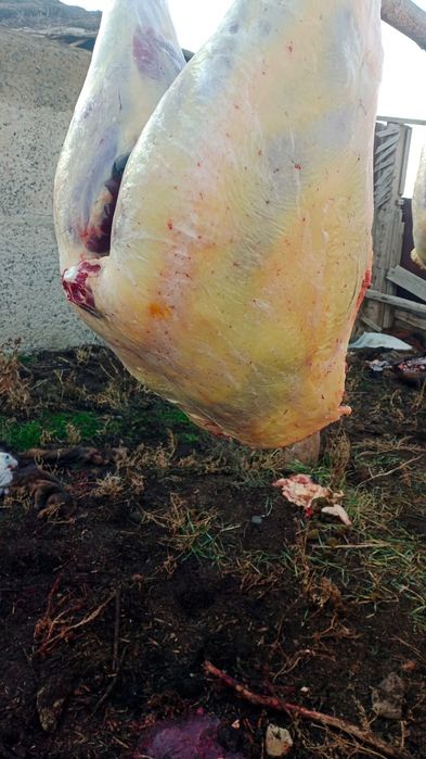 Конина Жылқы мясо ет соғым