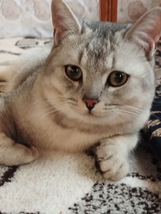 Серебристый шиншилла тозза, эркак,  цена 100$