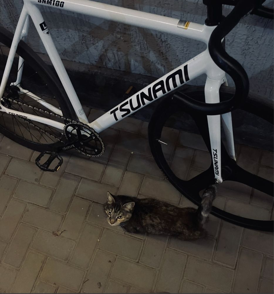 Fixed gear tsunami snm100