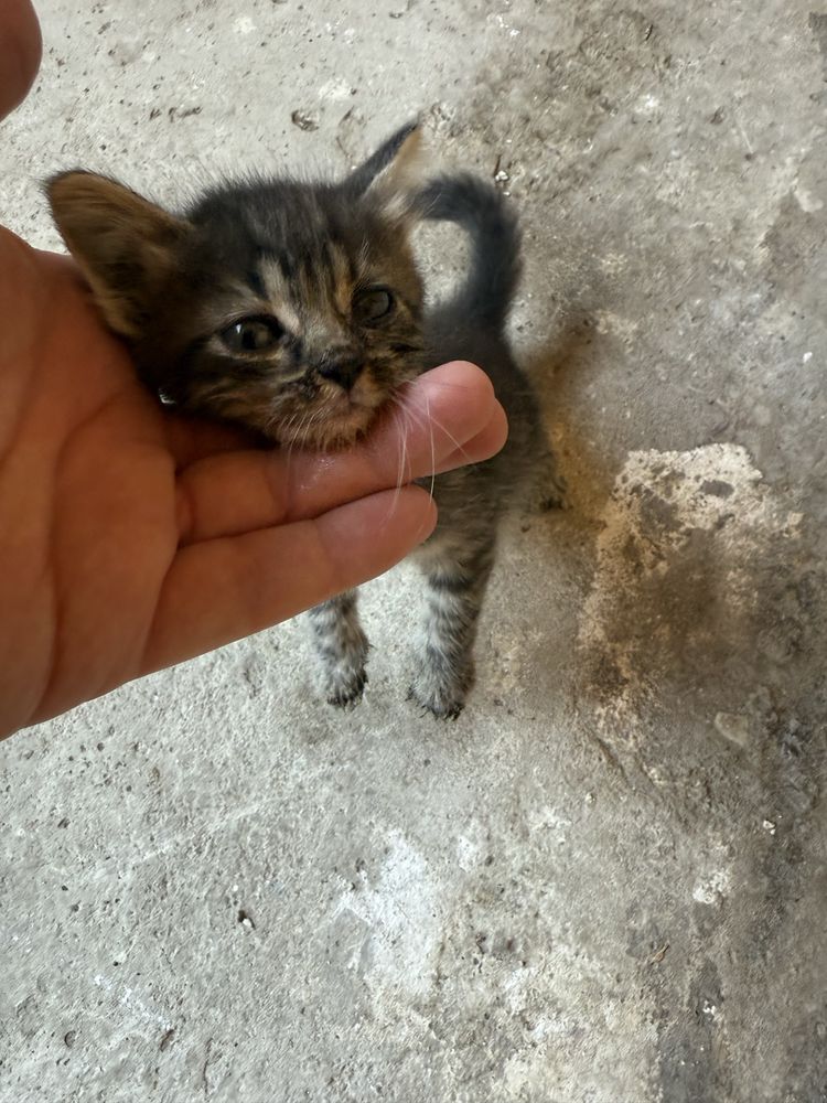 Подарявам котета на 2 месецс