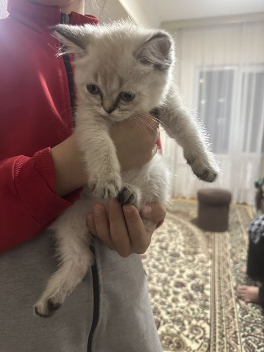 Срочно продам кошка