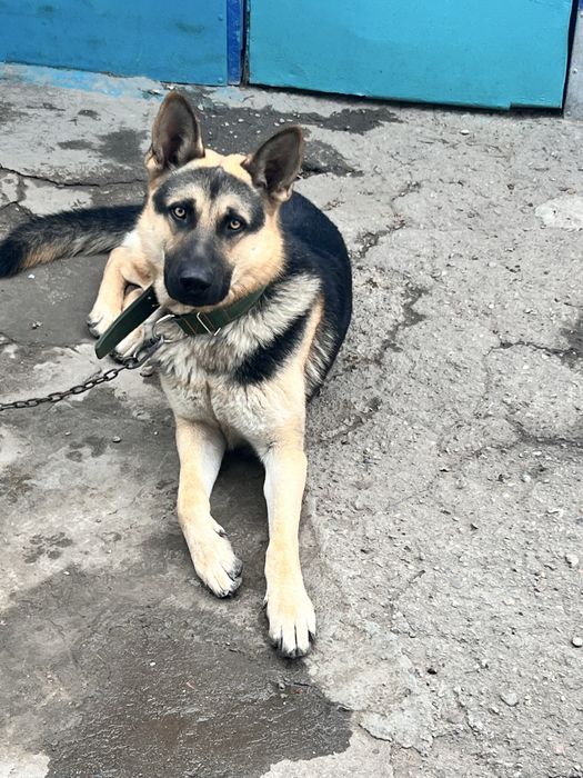 Восточно Европейская Овчарка на вязку